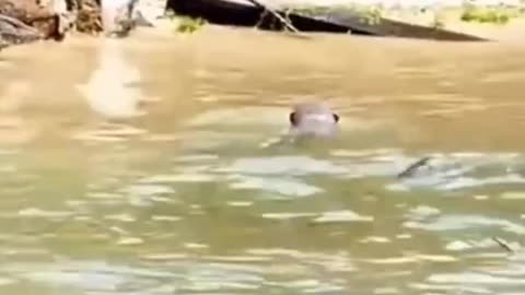 Otters vs monitor.