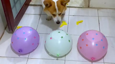 Smart Baby Dog Outsmarts Owner's Trick