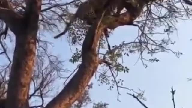 Leopard robs a clan of Hyenas..
