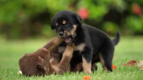 Cute Dogs videos-2021