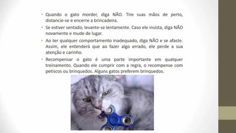 gato bonzinho