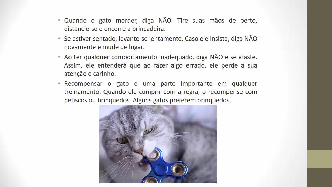 gato bonzinho