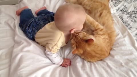 Cat Meeting Babies for the FIRST Time Compilation