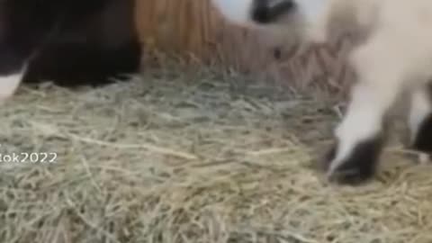 Funny Pet video