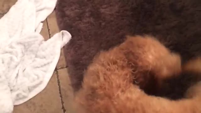 Brown dog spinning in circles chasing tail