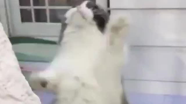 Cat dance