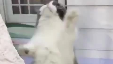 Cat dance