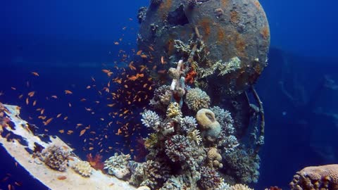 Beautiful Under The Sea Fish Relaxation Scenes
