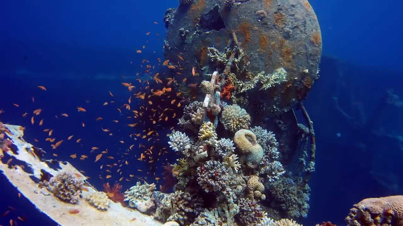 Beautiful Under The Sea Fish Relaxation Scenes