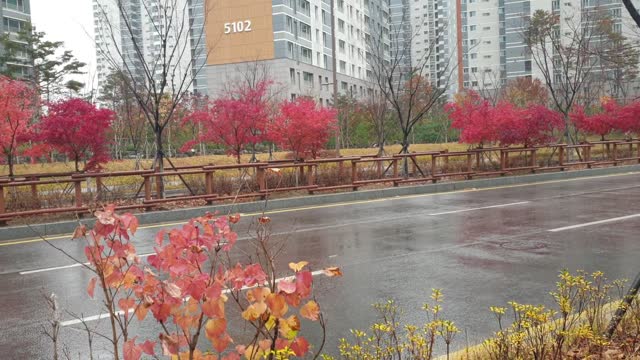 Red maple street in the city.