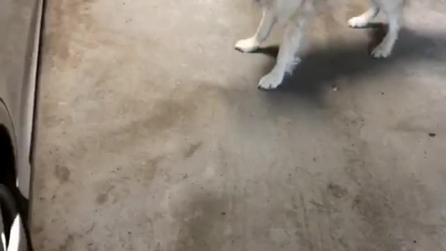 Bentley golden retriever dog wants to get into car shot gun