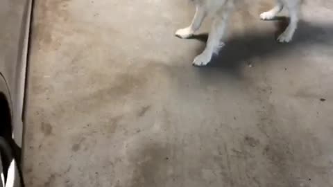 Bentley golden retriever dog wants to get into car shot gun