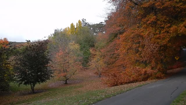 Autumn Trees