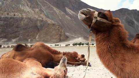 Relaxing Music | Sleeping, Meditation, Stress Relief | [1534] ⭐️