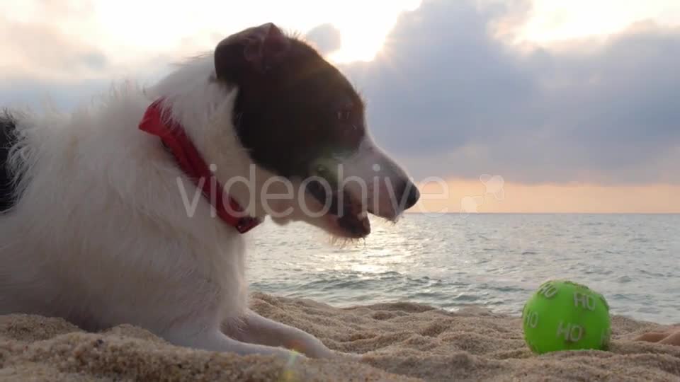 Funny Dog Playing With a Ball In Sand On Beach. Funny Video.