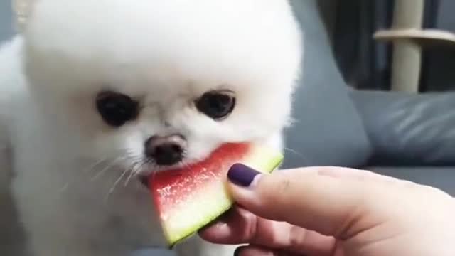 Cute little pupper just wants some watermelon