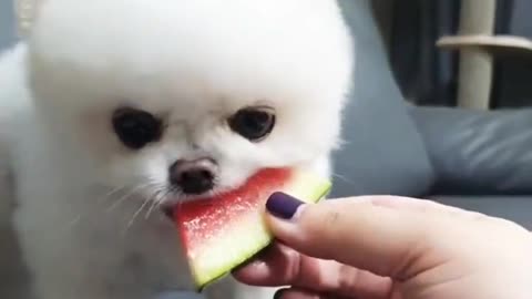 Cute little pupper just wants some watermelon