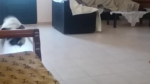 Energetic Puppy Slams into Couch Arm