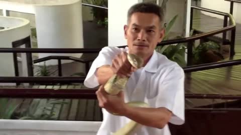 Catching Venomous Snake King Cobra