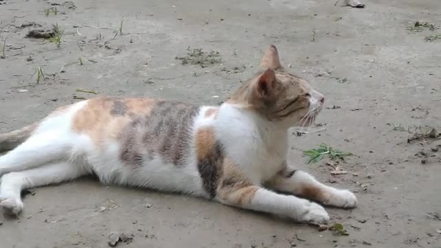 Stray Cat Looks Pregnant Cute Cat Meowing For Food