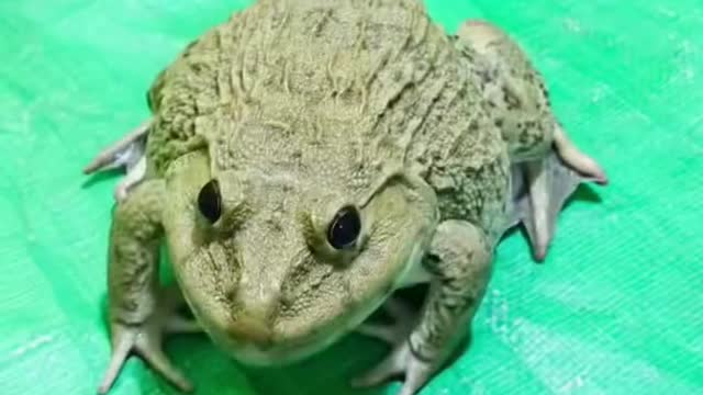 Funny cute frog 🐸🐸 Reaction