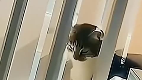 Funny Cats and Dogs Shorts video compilation Try not to Laugh Caught on Camera Cat Memes 07