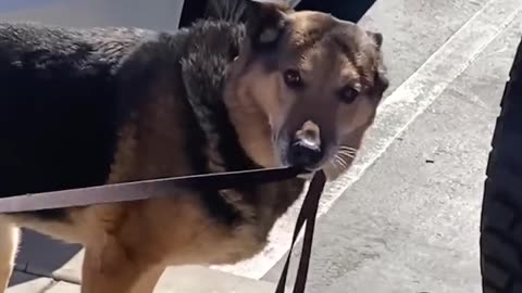 funny dog moments | try not to laugh | @360INTERTAINMENT