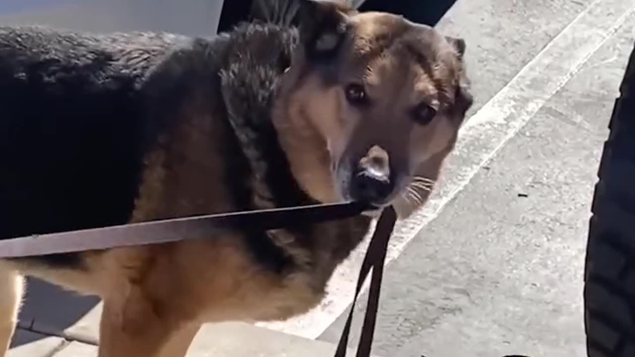 funny dog moments | try not to laugh | @360INTERTAINMENT