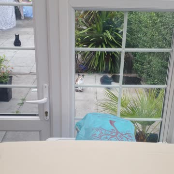 My Cats patiently watching me workout 😂