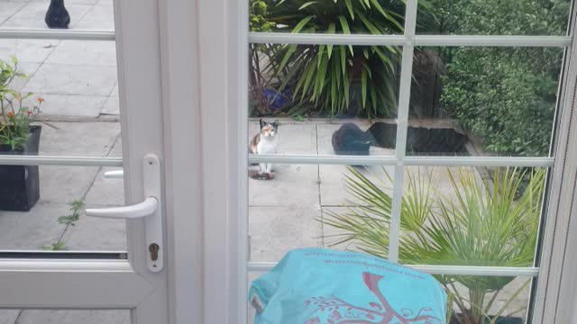 My Cats patiently watching me workout 😂