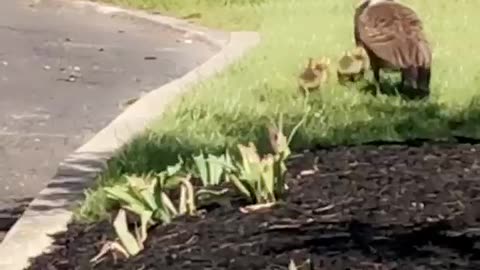 Cute Baby Ducks Following Mom