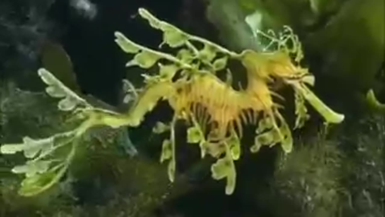 Leafy Sea Dragon | The Mythical Sea Creature