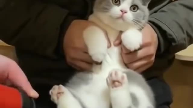 Cute and funny cats