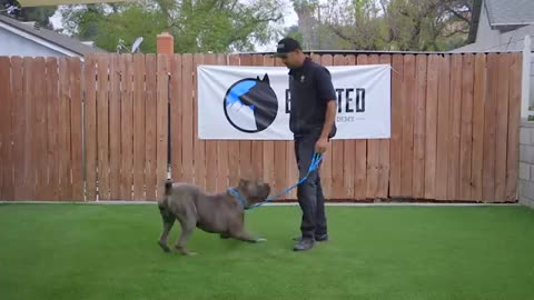 DOG TRAINING FUNDAMENTALS