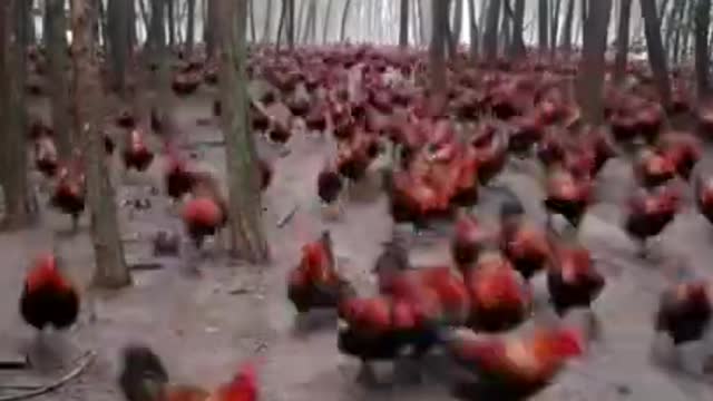 attack🐓chickenwars 🐓nteresting🐓 chicken 🐓funny