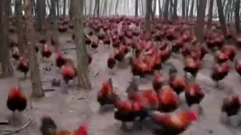 attack🐓chickenwars 🐓nteresting🐓 chicken 🐓funny