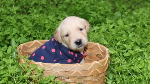 WOW Golden Retriever Puppies - Adorable video