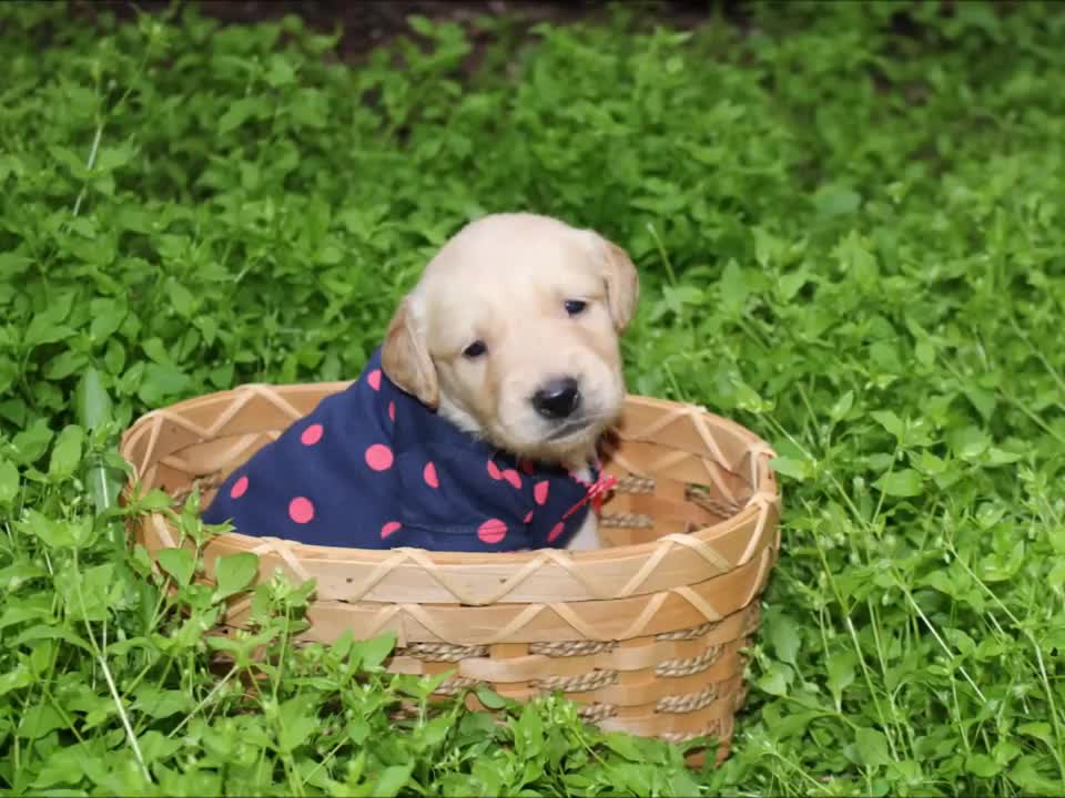 WOW Golden Retriever Puppies - Adorable video