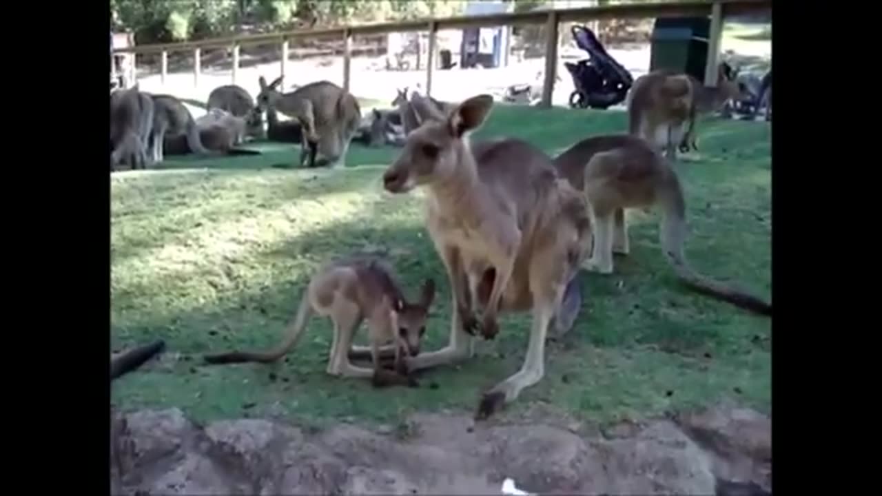 Baby Kangaroos