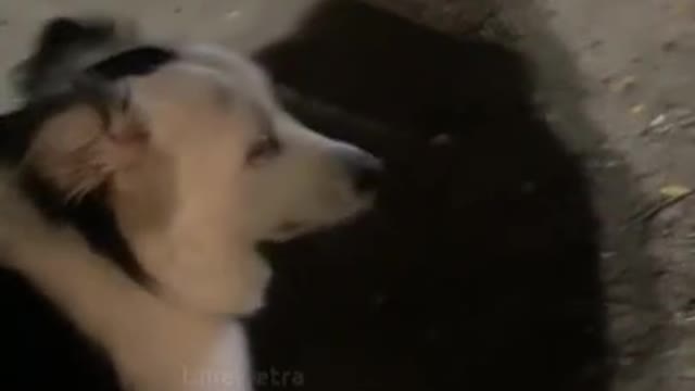 Vibrating dog