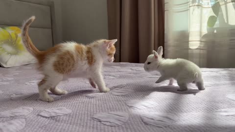 Cute Tiny Kitten Reacts to Baby Bunny