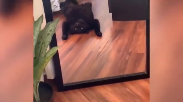 Best Funny Dogs And Cats To Dday