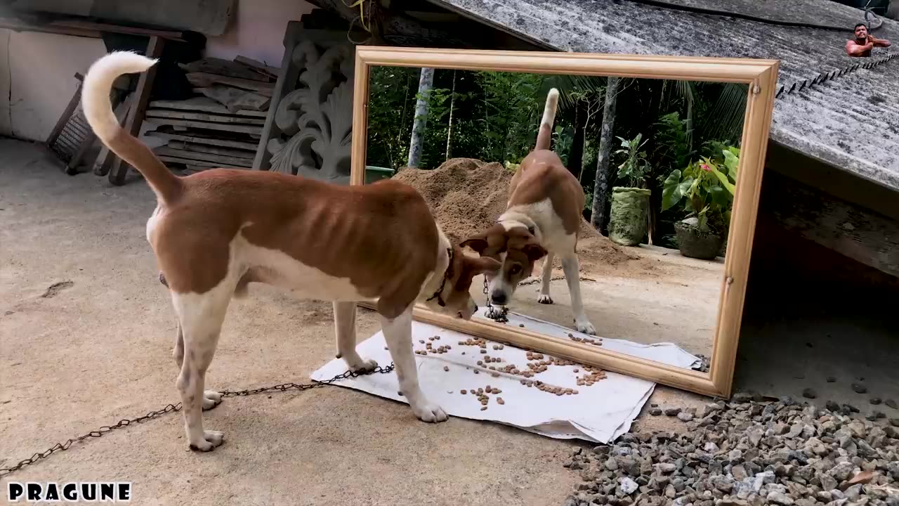 How are You_..Amazing Reactions Mirror Prank on Dogs