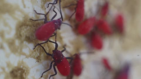 Red Bugs Video