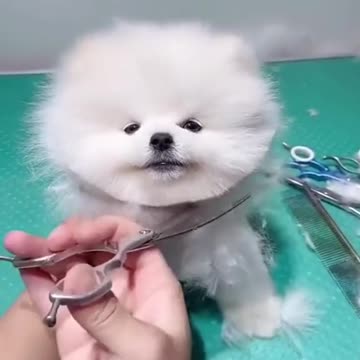 Cute dog cutting