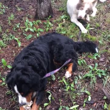 KAYA & HEIDI-Yard Finds