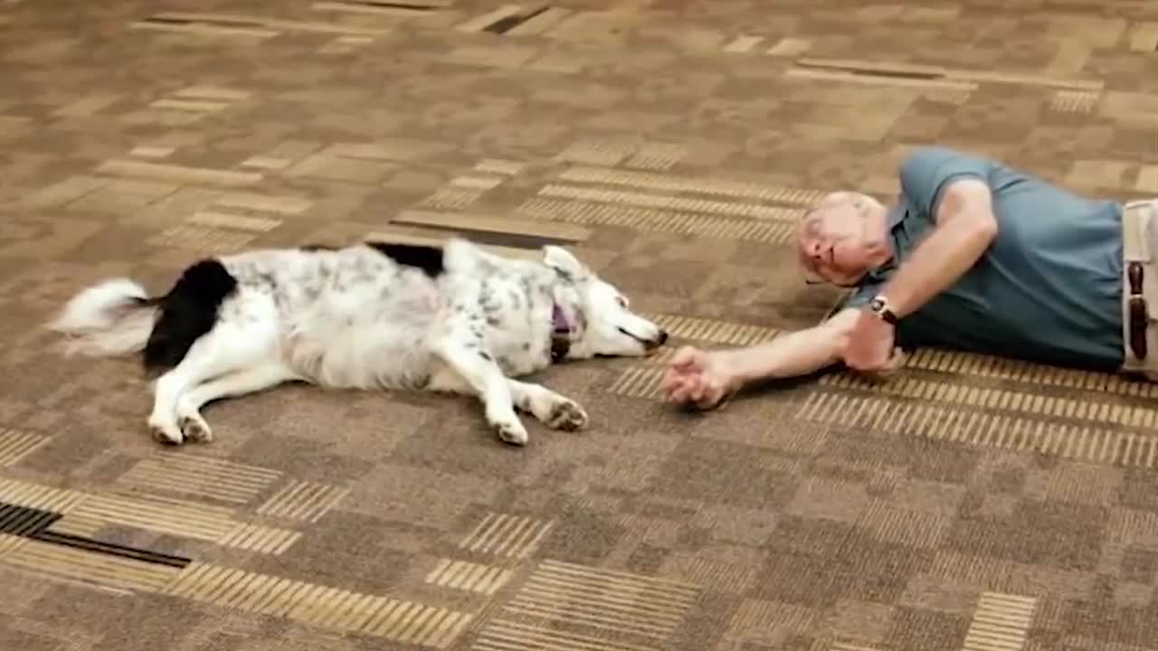 10 BEST TRAINED AND DISCIPLINED DOGS IN THE WORLD