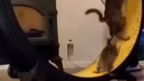 Flight video with cats)))