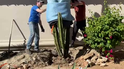 WHEN THE CACTUS FALLS