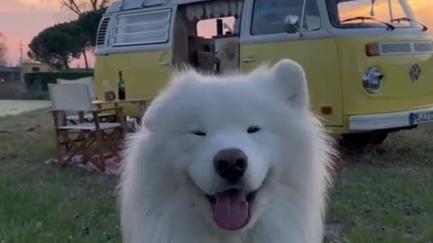 White Dog 😂❤️ pet dog videos